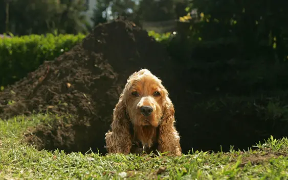 Cocker Spaniel sits in a giant hole they've dug outside looking into the camera