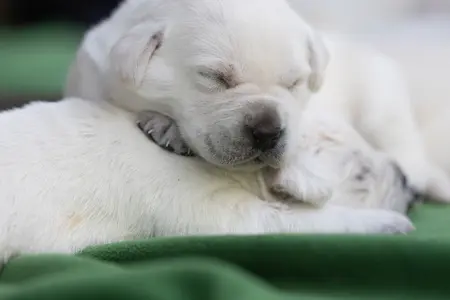 Puppies sleeping