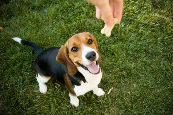 A happy Beagle looks at a dog biscuit in a person's hand