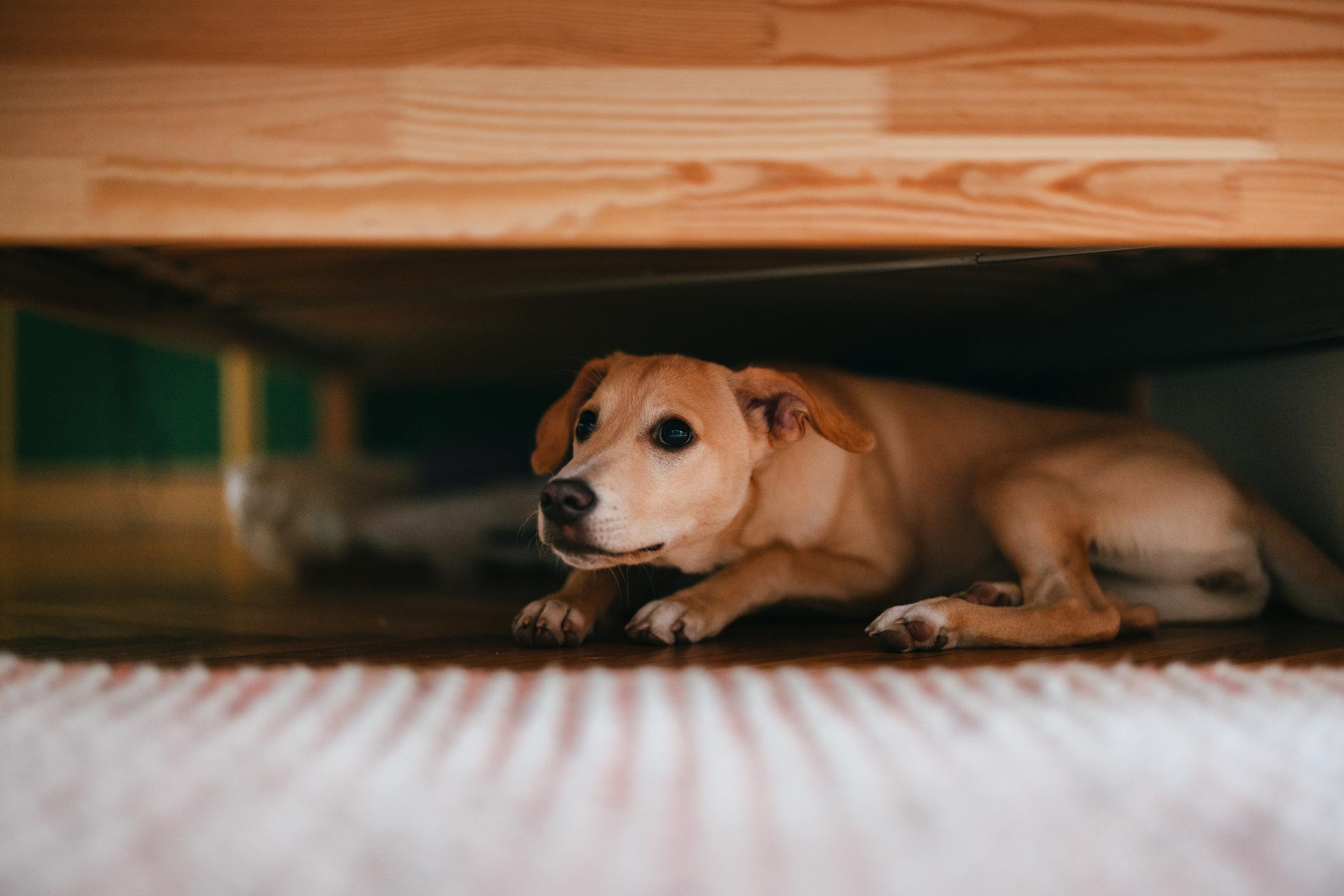 small yellow dog hiding under furniture