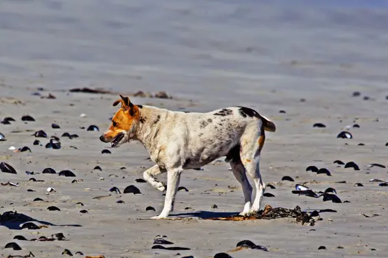 Jack Russell dog on beach with white and brown markings, appears to be limping
