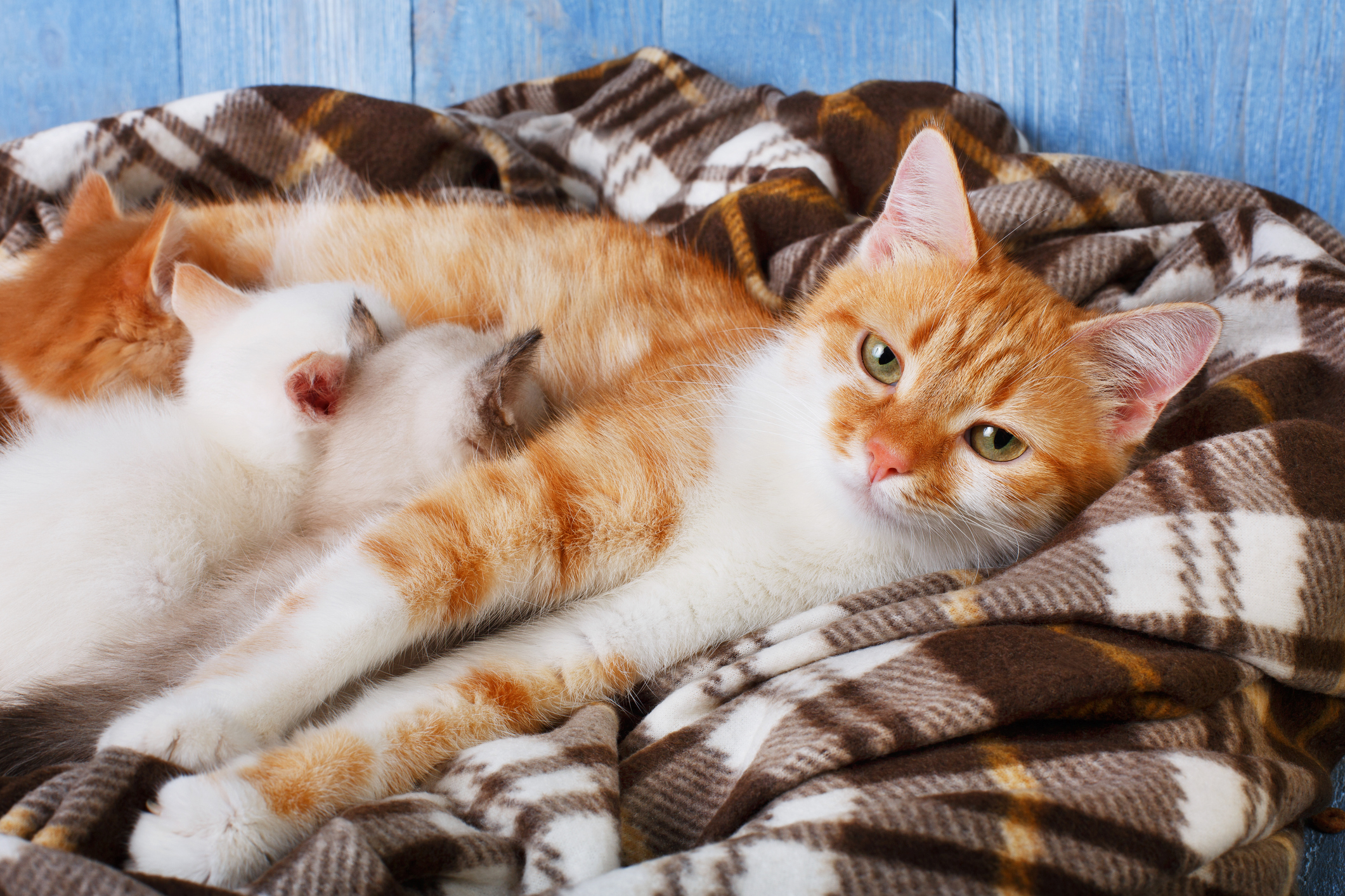 Image of an orange cat with three of her kittens drinking her milk