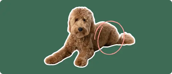 Goldendoodle