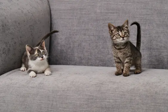 Two Kittens On A Couch