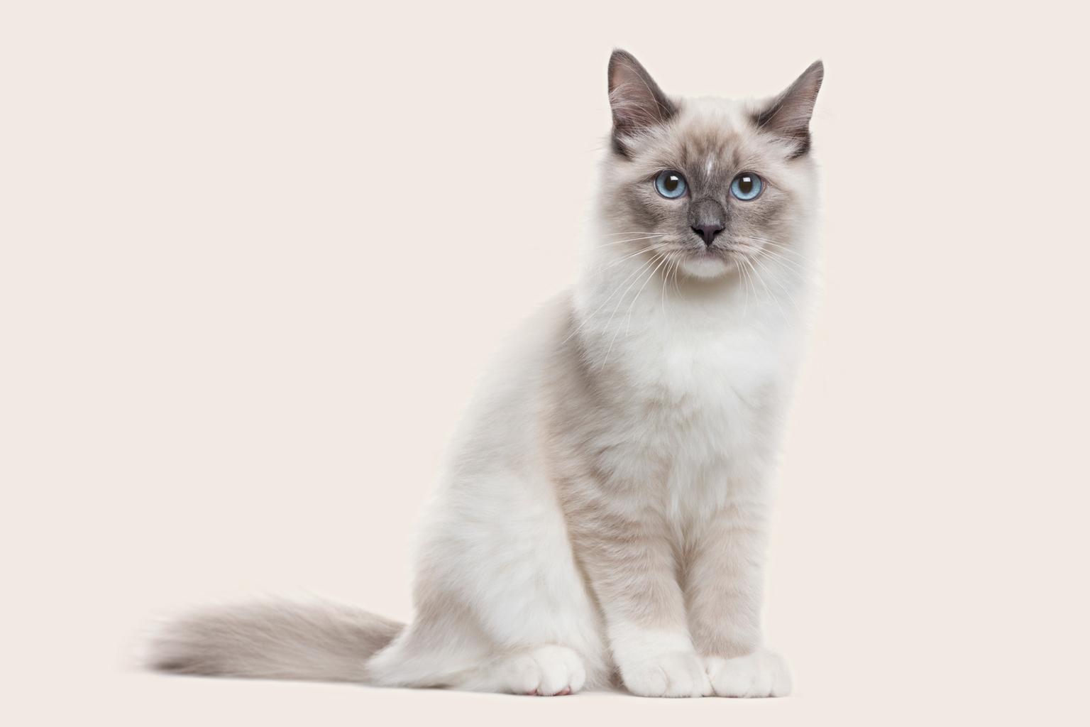 Siberian cat