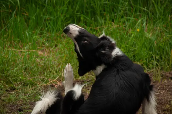 A black and white border collie scratching herself on a field in the summer