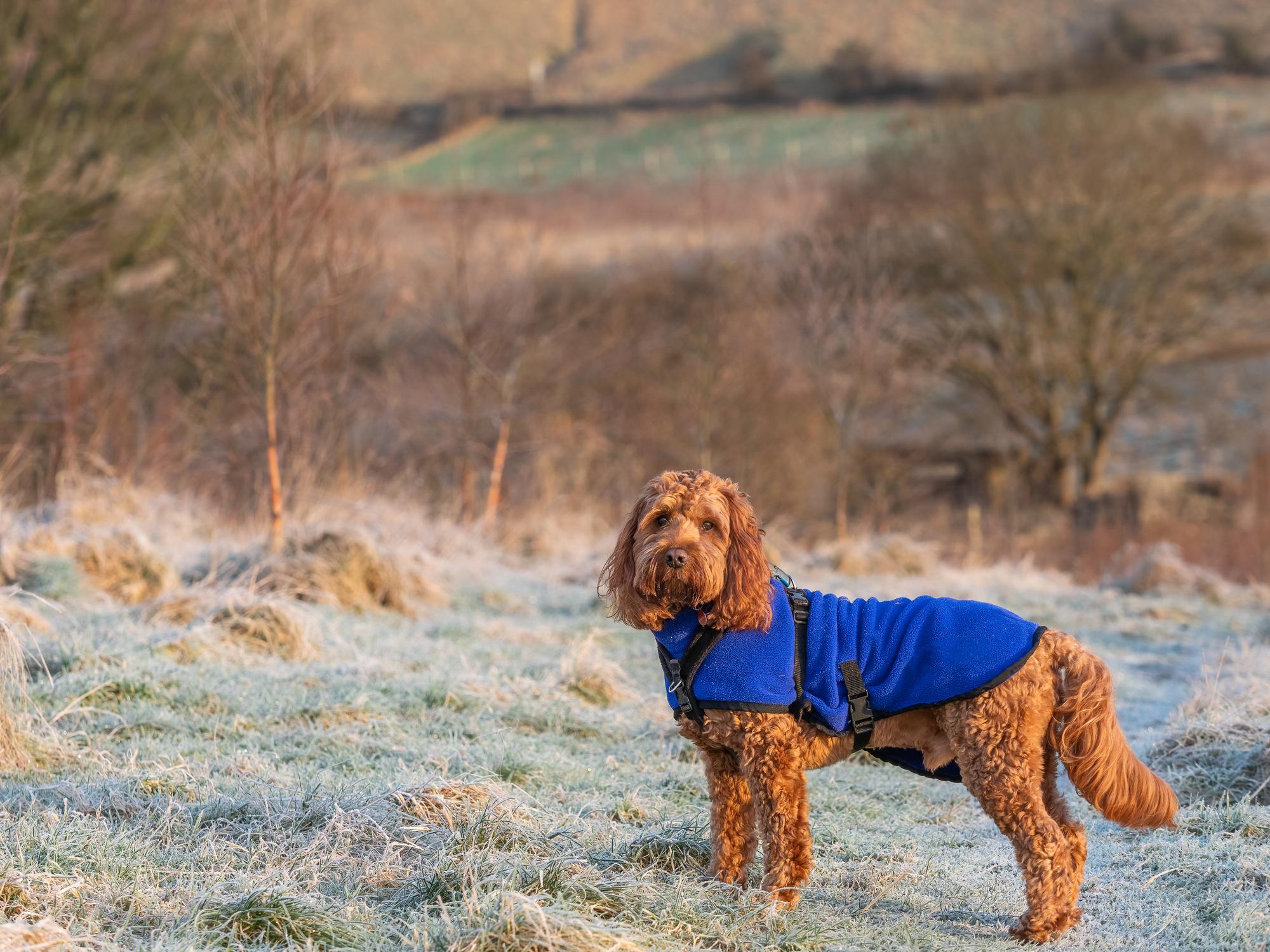 A brown dog with a blue jacket