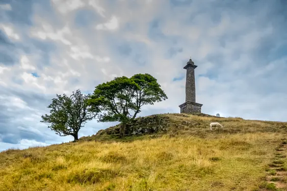 Image of Rodneys Pillar, Powys. A sheep grazes near the tower. The weather is cloudy.