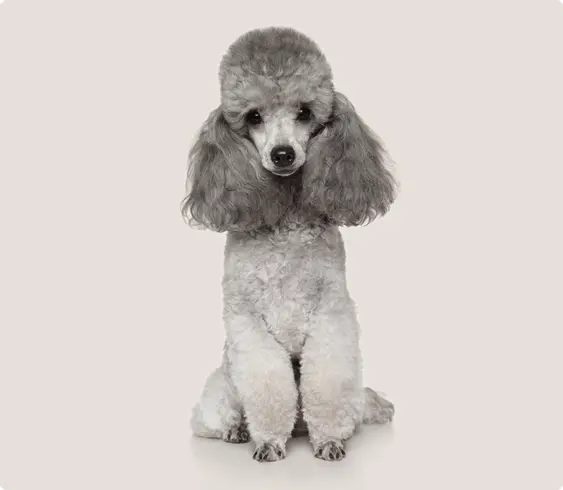 Toy poodle