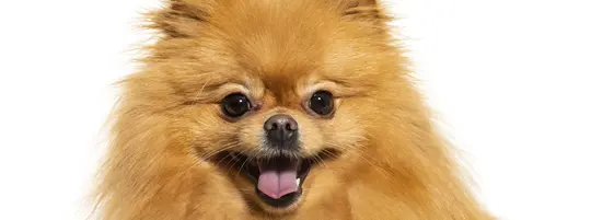 Pomeranian hero