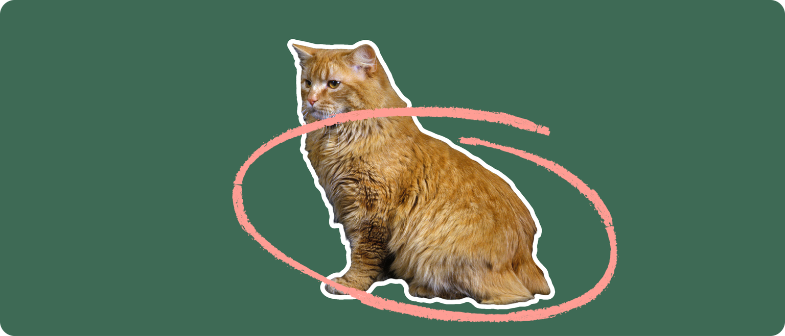 A long-haired orange cat with no tail, cut out with a white outline and a pink circle around it's body, on a solid green background