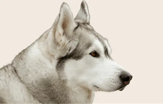 Image of a Siberian Husky with brown eyes on a beige background