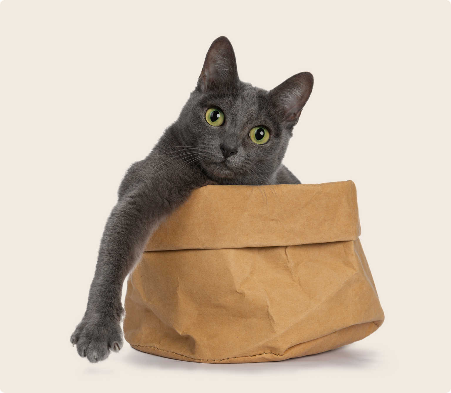 A grey Korat cat with green eyes playing in a brown paper bag