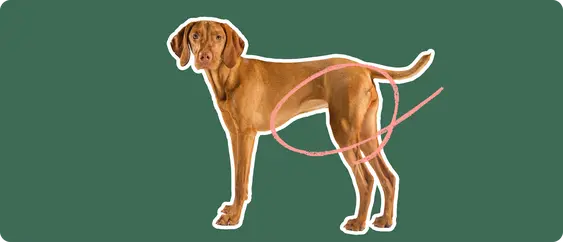 Image of a brown Vizsla with a pink circle drawn around its hip