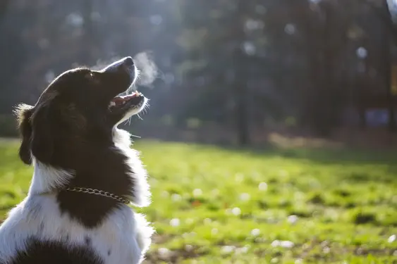 Border Collie drinking in the cold