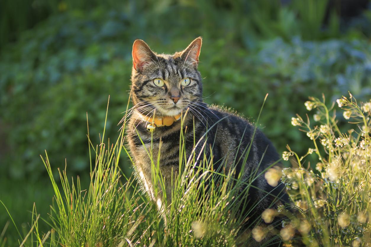 Brown, striped cat with a yellow collar sitting outdoors in the sun amongst grass
