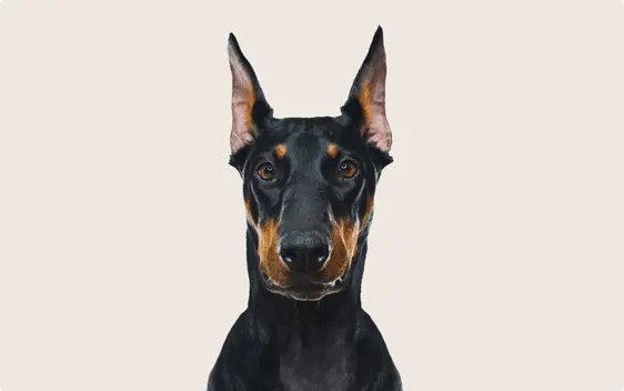 Doberman pinscher