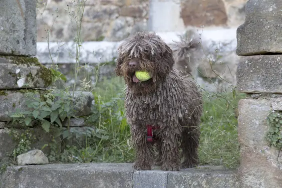 Image of a brown Spanish Water Dog with a tennis ball in its mouth