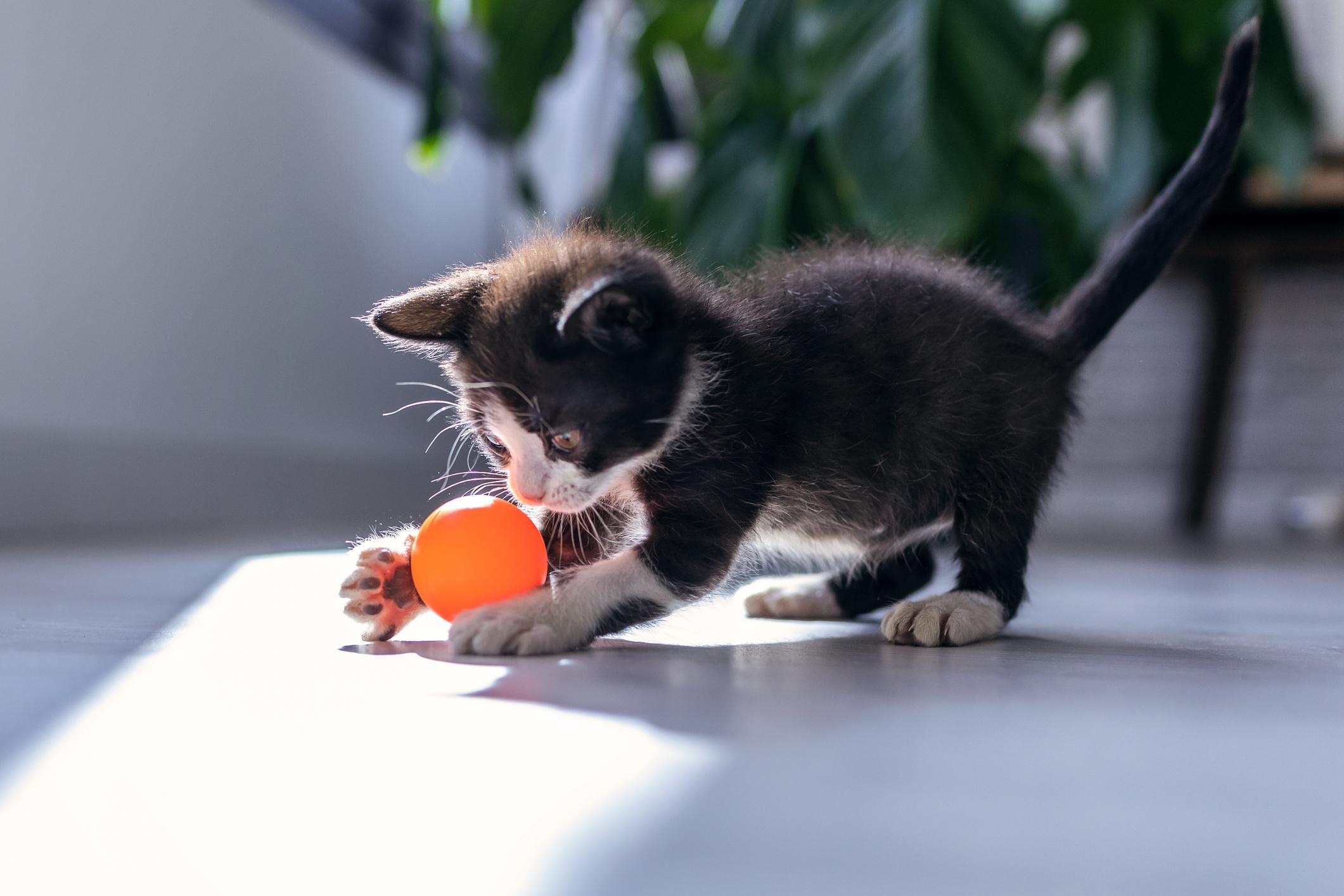 Black kitten playing with an orange ball