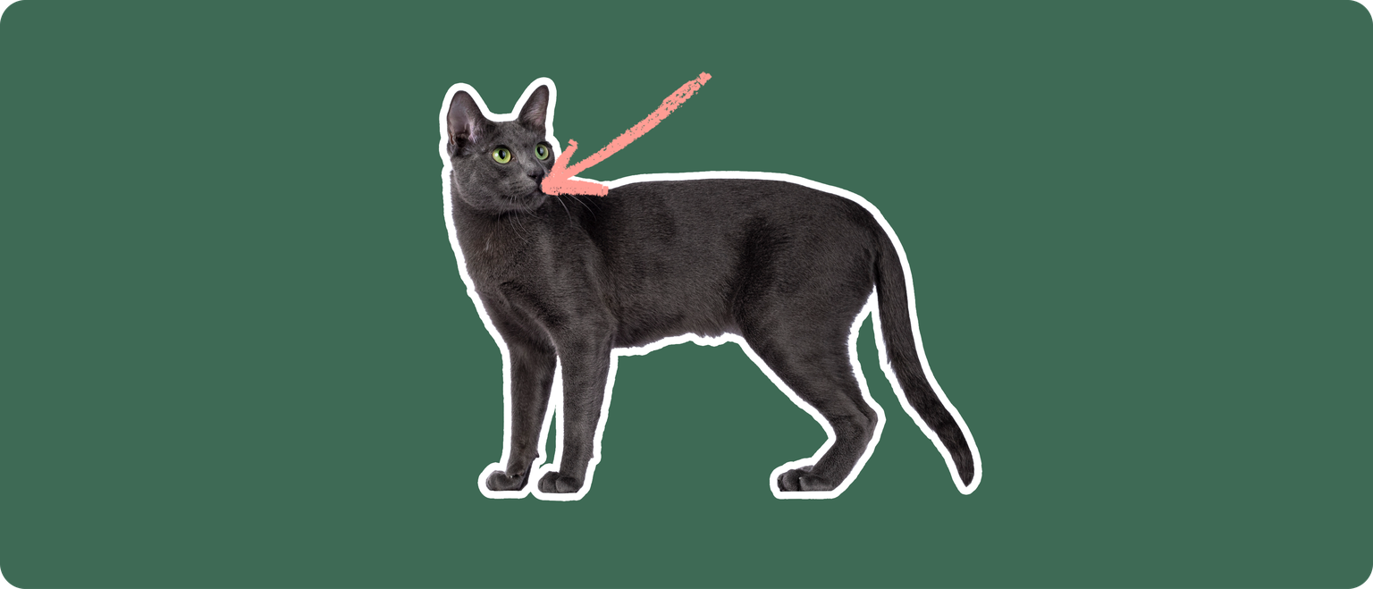 A Korat cat cut out with a white outline, with a pink arrow pointing to it's mouth, on a solid green background