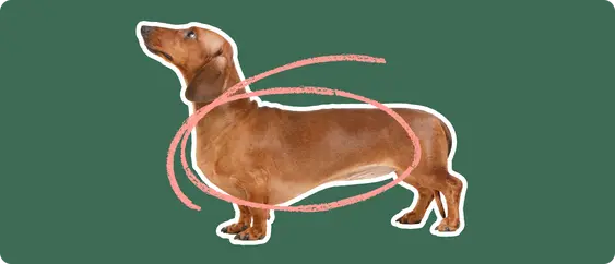 dachshund