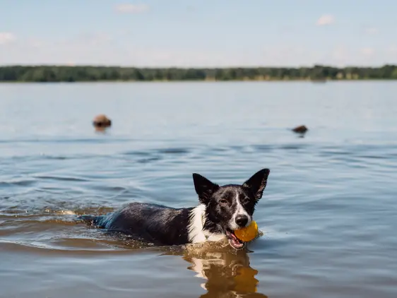 border collie dog holds orange ball in mouth while standing in lake water