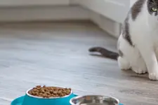 grey and white adult cat with green eyes standing near food and water dishes. not approaching dish, seems to have lost appetite.