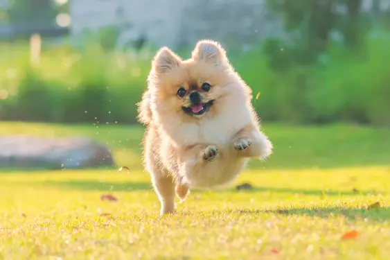 Tan coat Pomeranian running