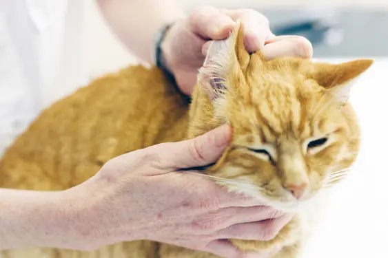 vet examining orange striped cat's skin and ear