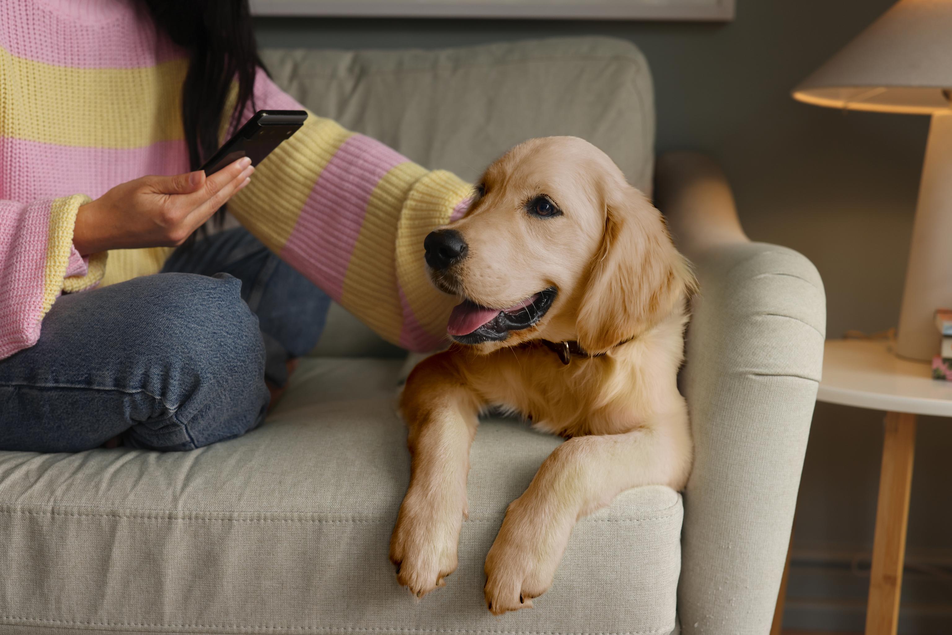 Image of a Golden Retriever puppy with its owner next to him