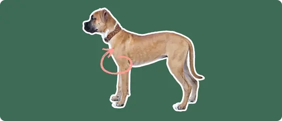 Boxer