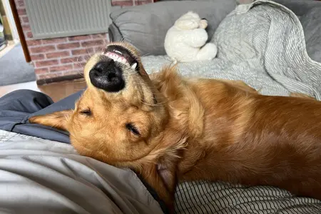 Bertie, a Golden Retriever, smiling on the couch