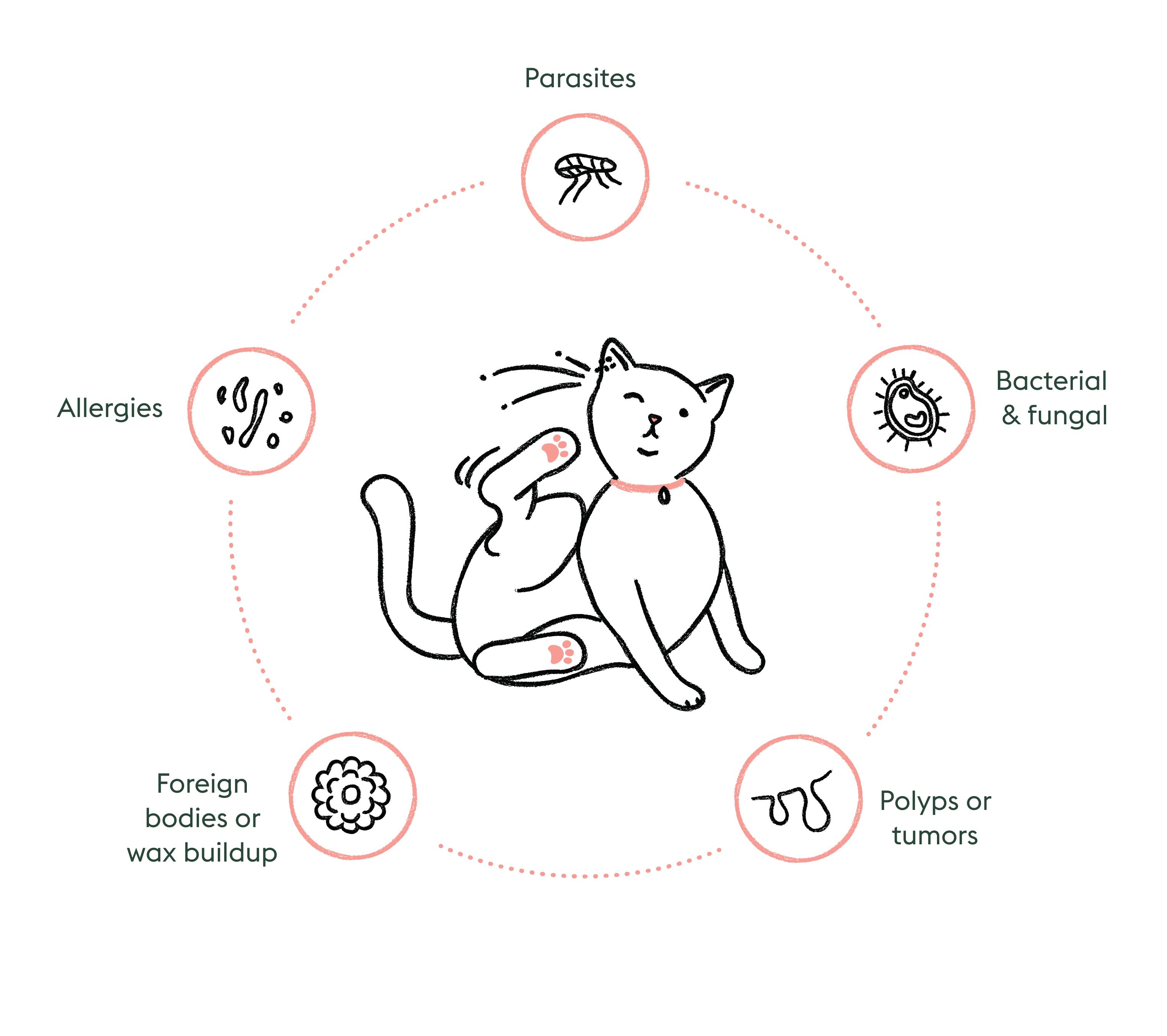 A diagram with a cat in the center scratching its ear, and around the cat are bubbles that say Parasites, Bacterial & fungal, Polyps or tumors, Foreign bodies or wax buildup, and Allergies