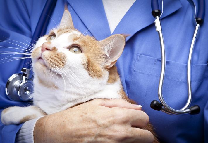 veterinarian holding cat