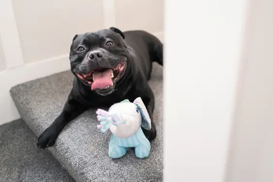 Staffie smile