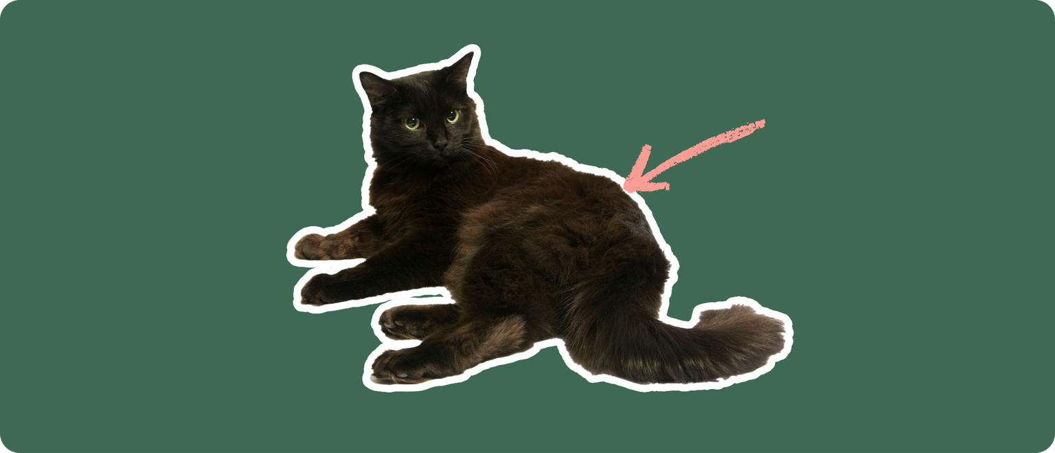 A furry black cat cut out with a white outline, with a pink arrow pointing to it's back, on a solid green background
