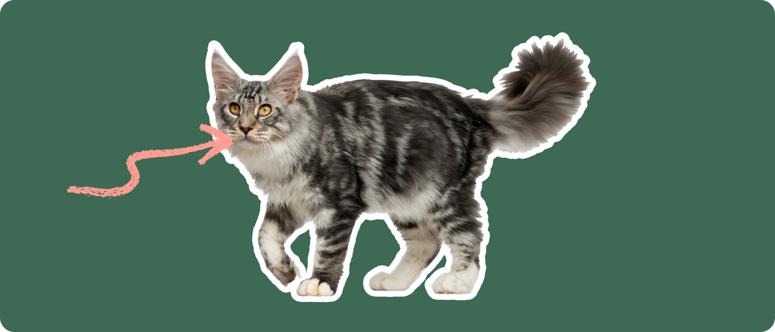 A close-up image highlighting the mouth of a Maine Coon cat, to discuss dental disorders specific to this breed.