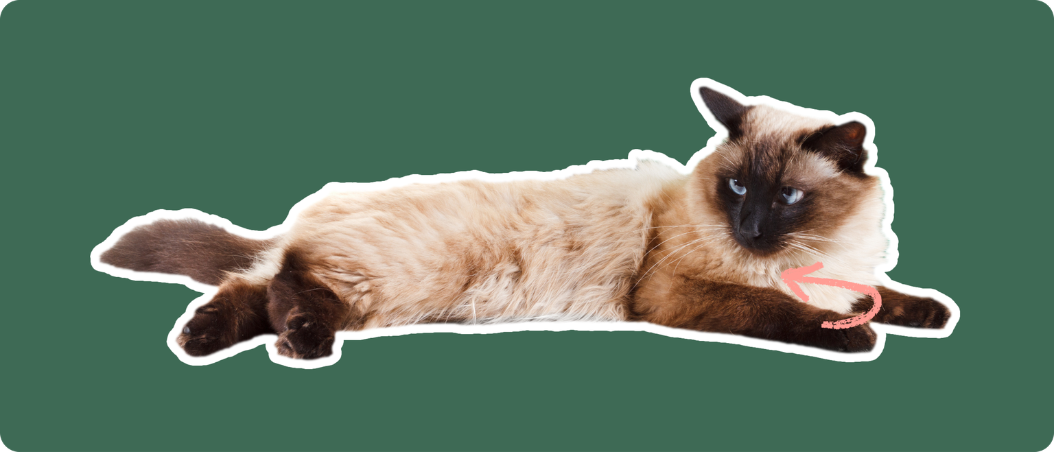 A Balinese cat lying down, cut out with a white outline, with a pink arrow pointing to it's chest, on a solid green background.