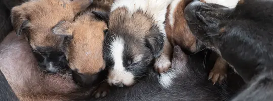 Newborn puppies